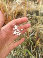 Image de Gypsophila davurica Turcz. ex Fenzl