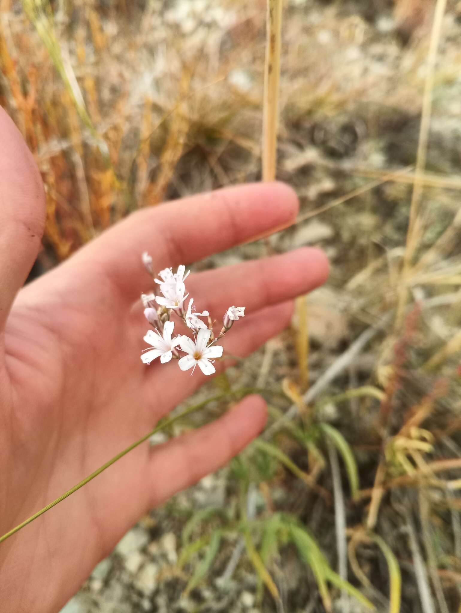 Image de Gypsophila davurica Turcz. ex Fenzl