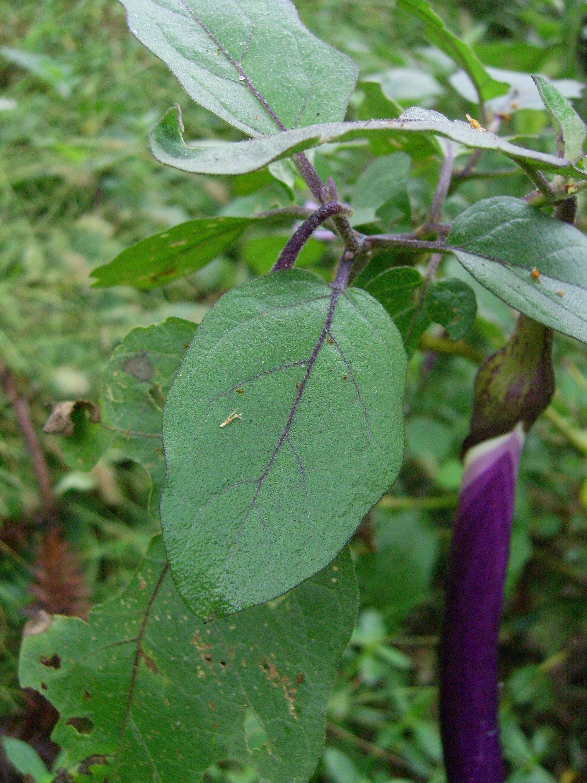 Image of eggplant