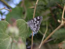 Image of Stugeta subinfuscata subinfuscata