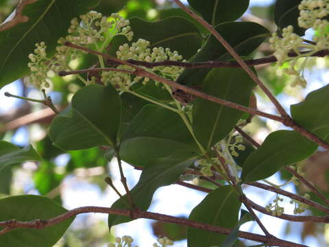 Image of Bosistoa medicinalis (F. Mueller) T. G. Hartley