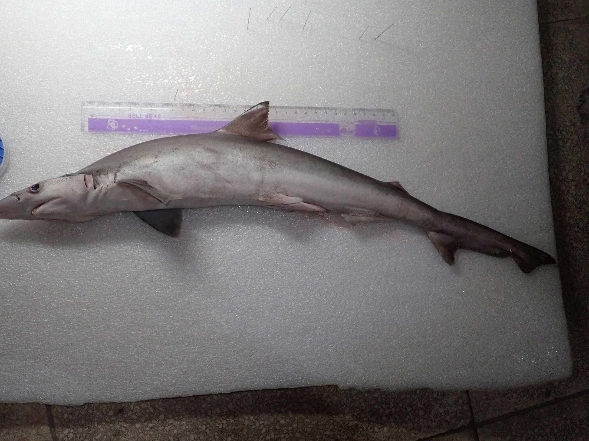 Image of Pacific spadenose shark