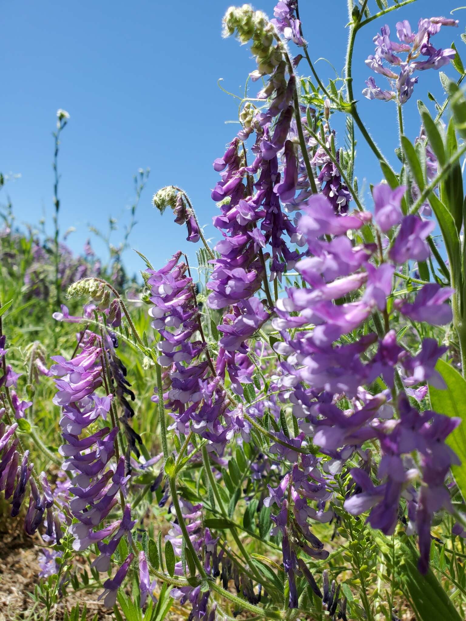 Image of winter vetch