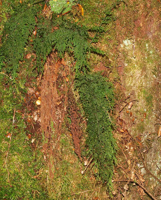 Image de Hymenophyllum pulcherrimum Col.