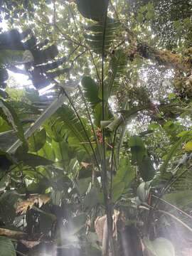 Image of Heliconia impudica Abalo & G. Morales