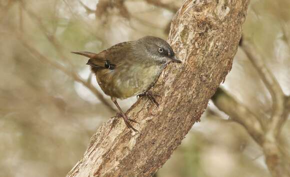 Слика од Sericornis humilis Gould 1838