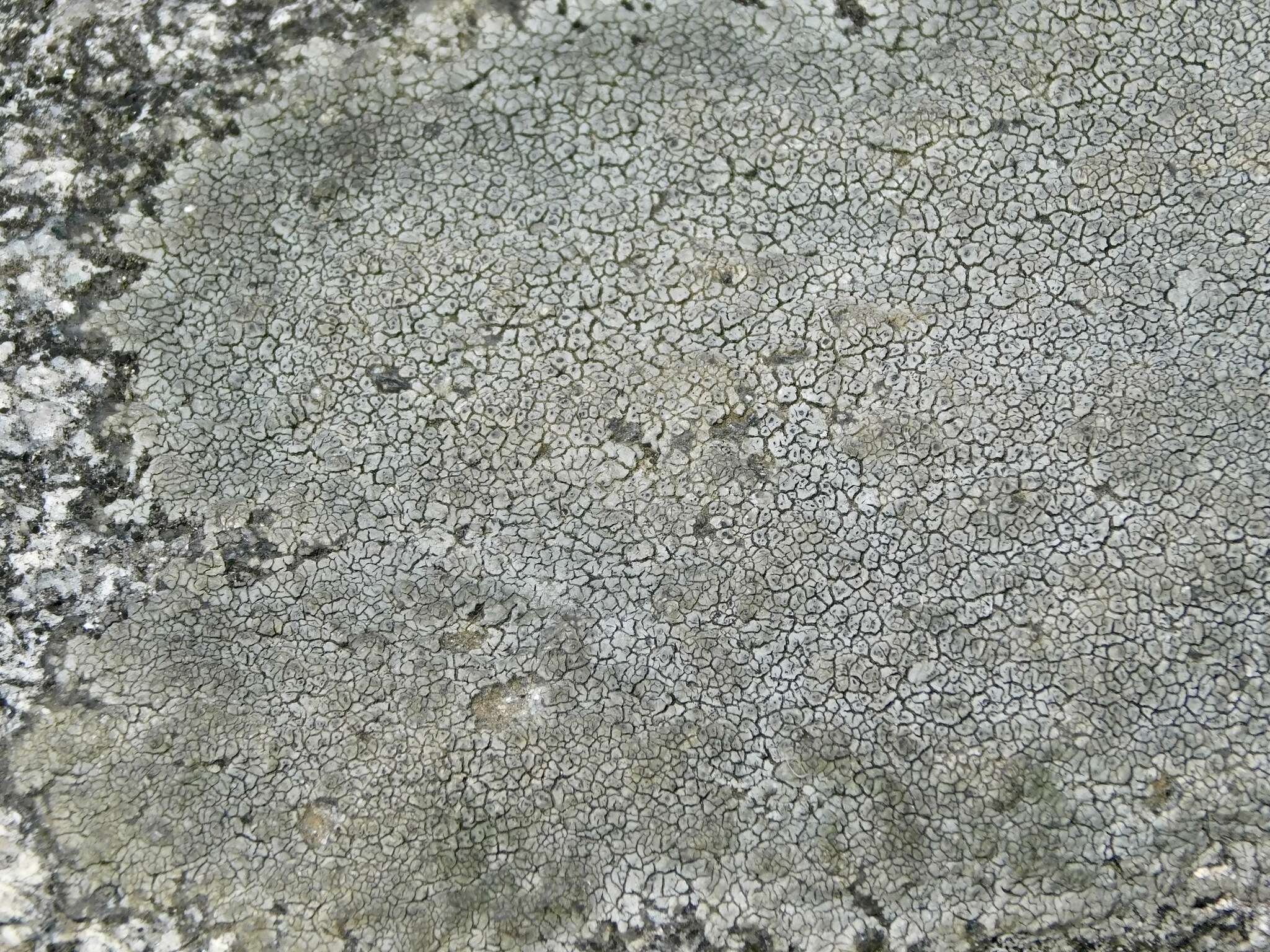 Image of crater lichen