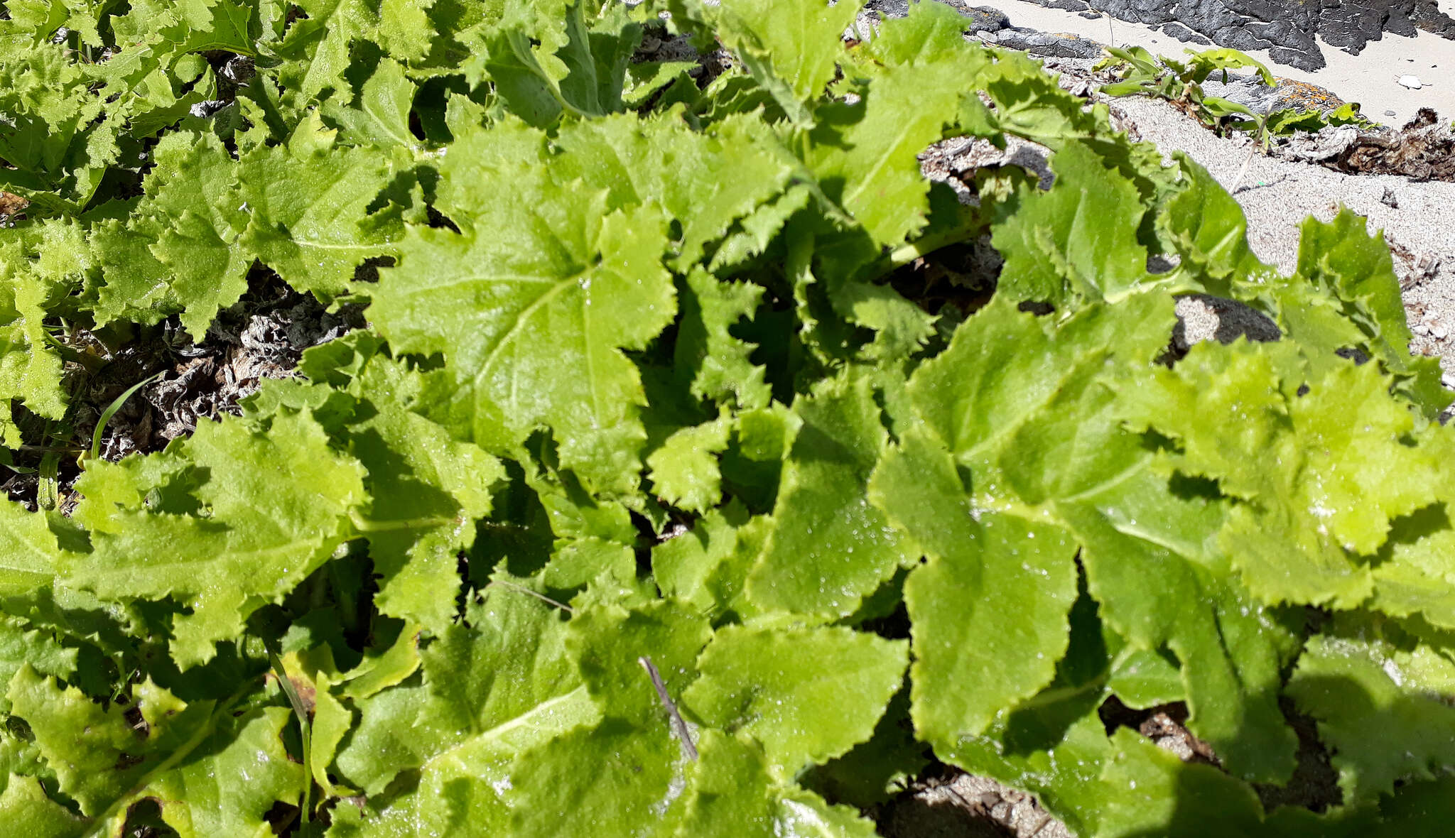 Image of Sonchus grandifolius T. Kirk