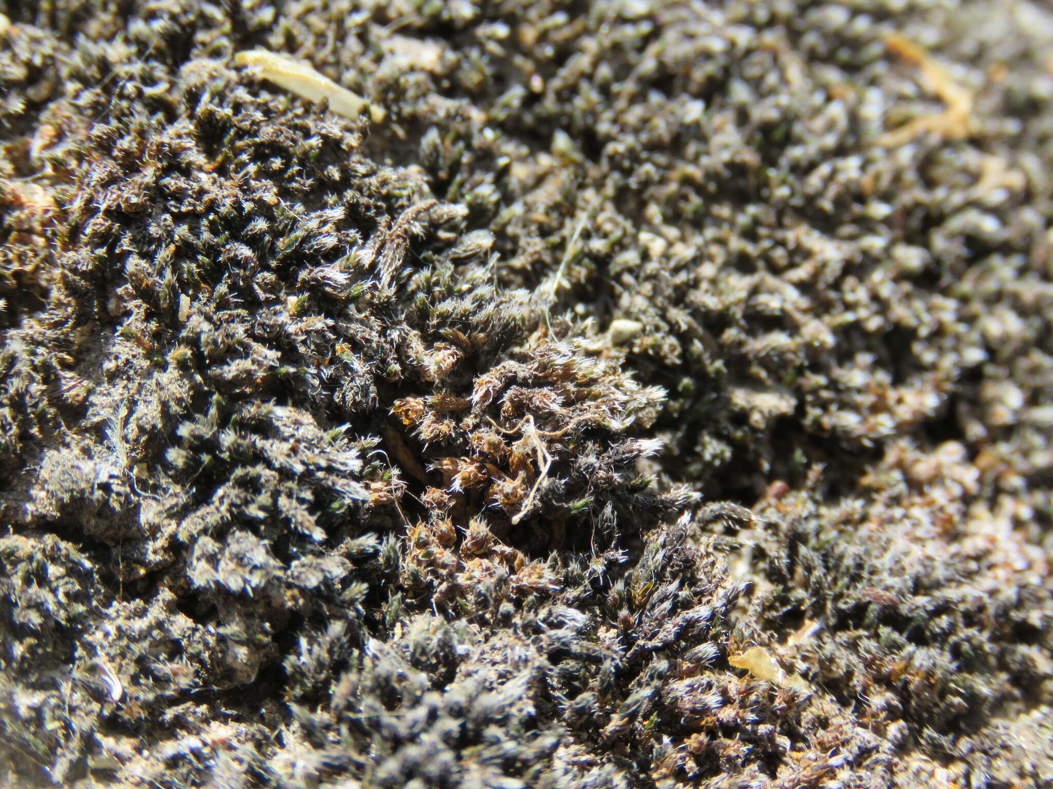 Image of grimmia dry rock moss