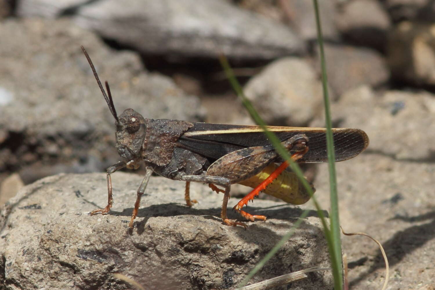 Image of Agymnastus venerabilis Rentz & D. C. F. 1978