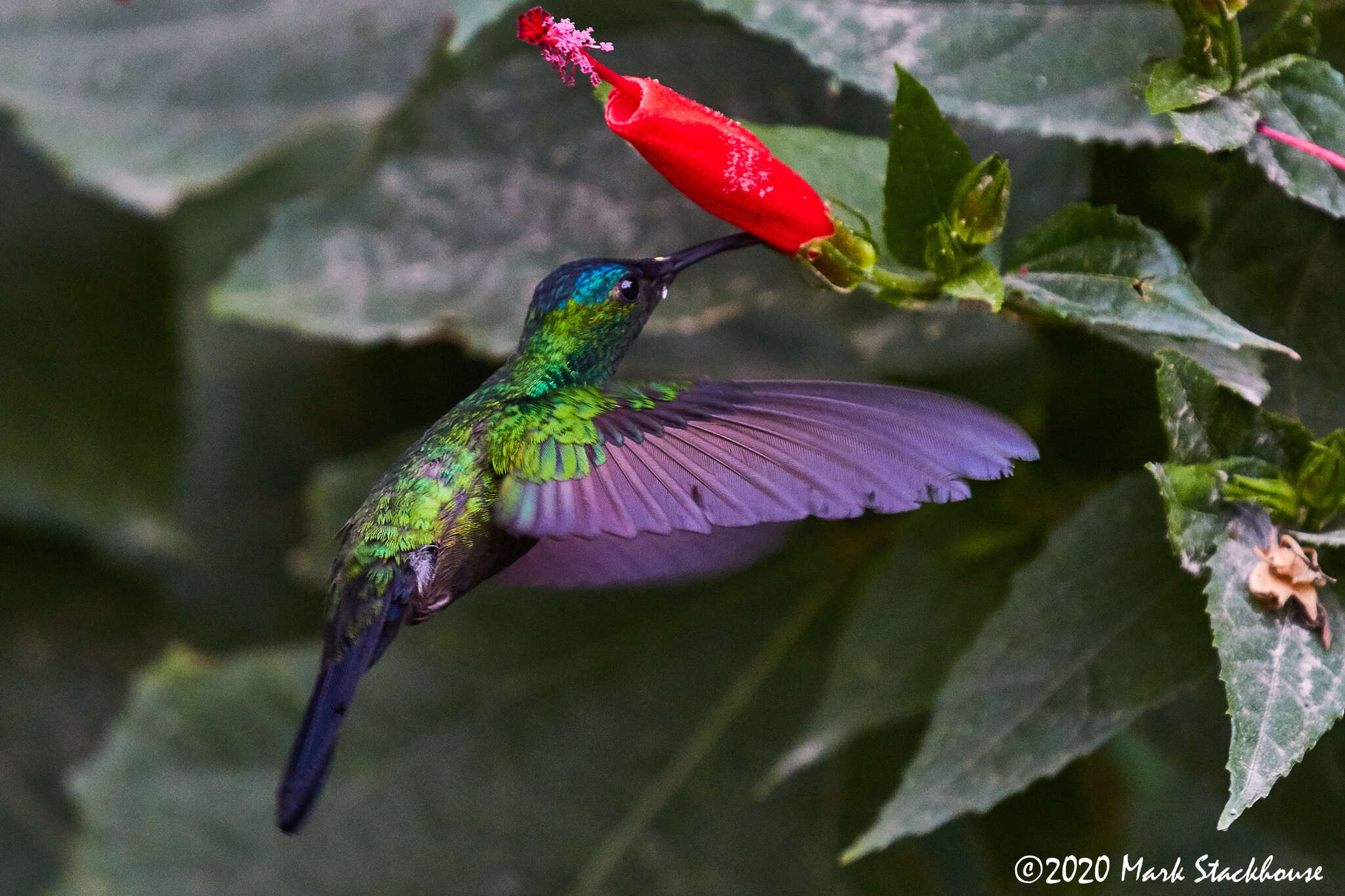 Image of Mexican Woodnymph