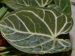 Imagem de Anthurium crystallinum Linden & André