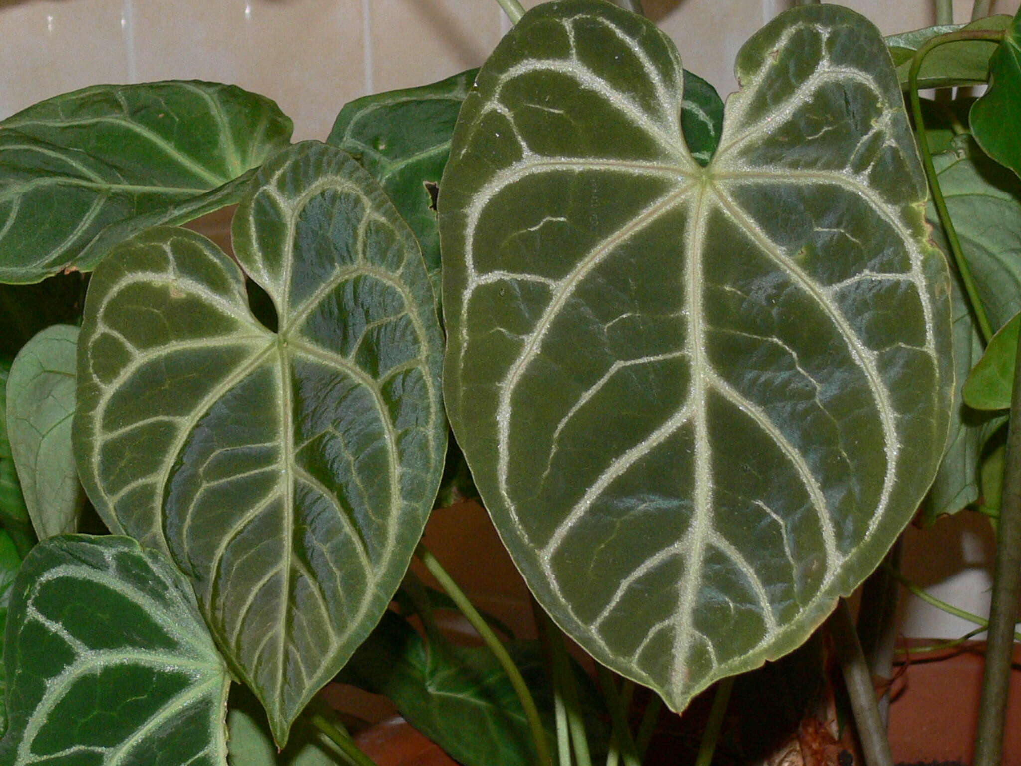 Imagem de Anthurium crystallinum Linden & André