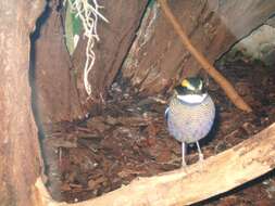 Image of Javan Banded Pitta