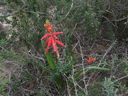 Image of Red Viooltjie