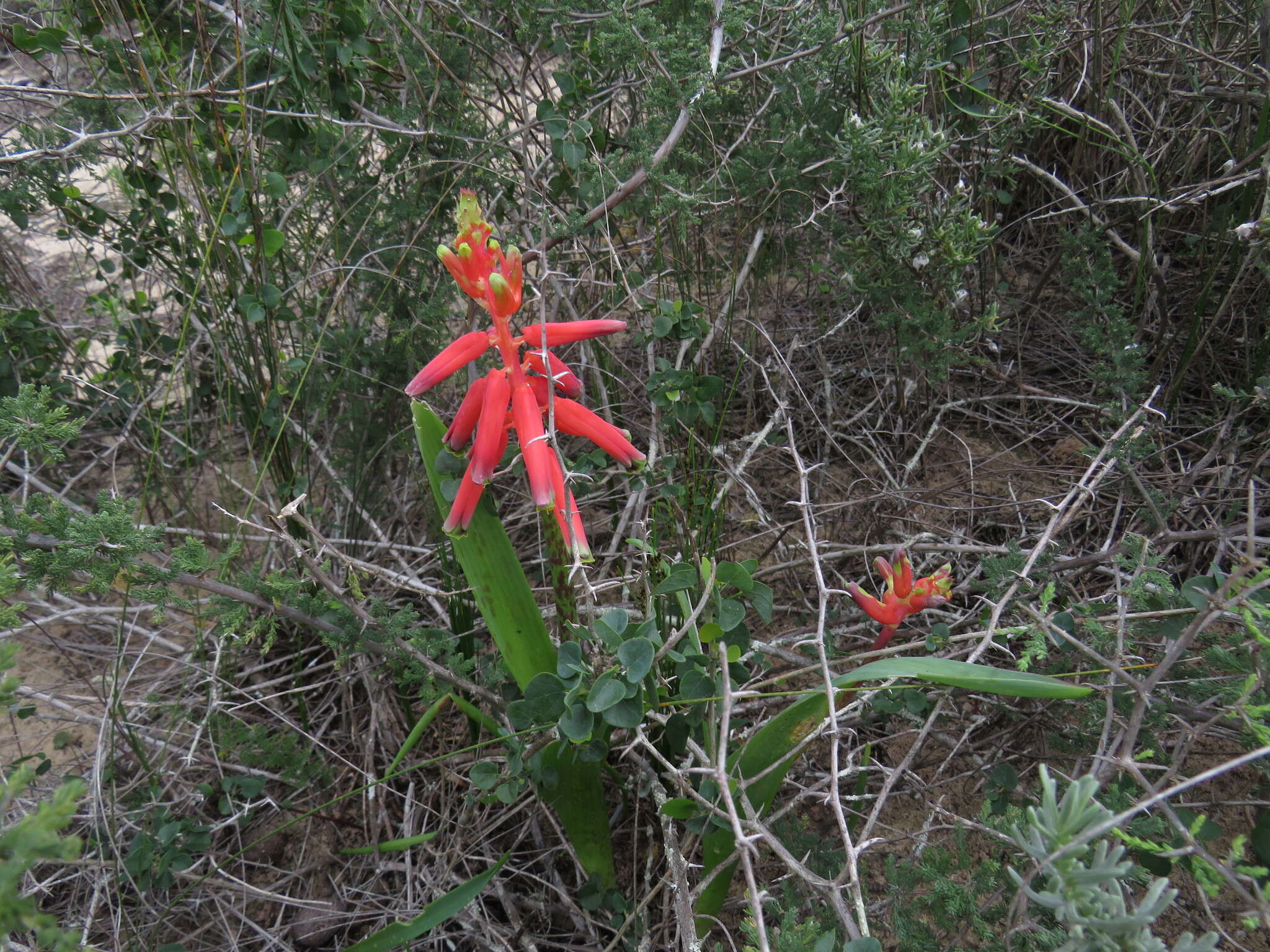 Image of Red Viooltjie