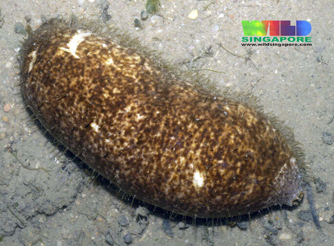 Image of Smooth fat brown sea cucumber