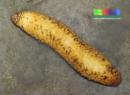 Image of Sea cucumber