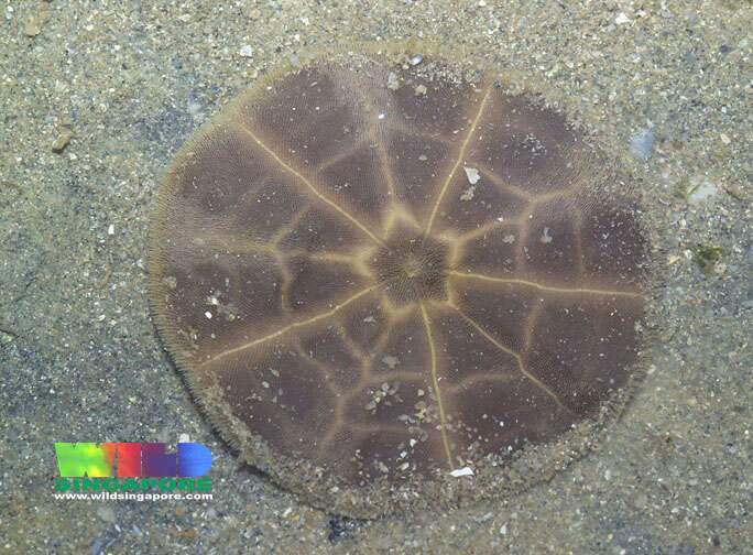 Image of cake sand dollar