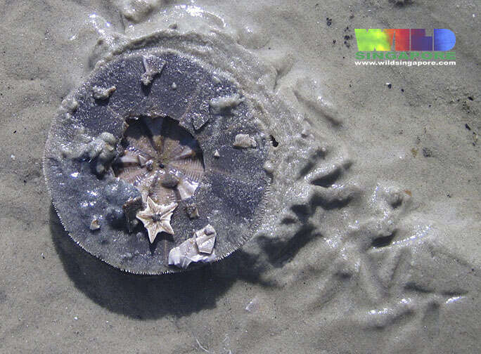 Image of cake sand dollar