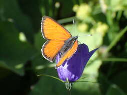 Image of <i>Lycaena hippothoe eurydame</i>