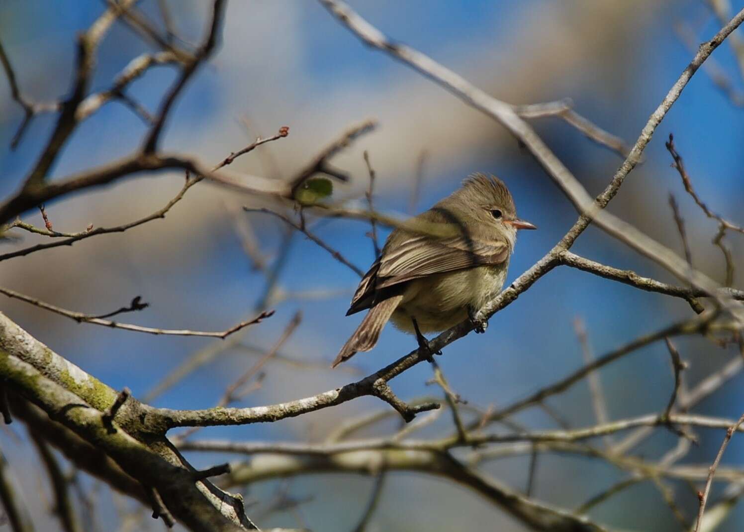 Image of Northern Beardless Tyrannulet