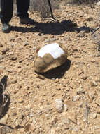 Image of desert tortoise