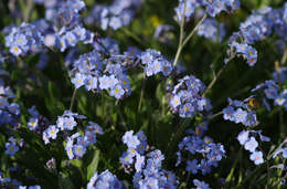 Image of Alpine forget-me-not