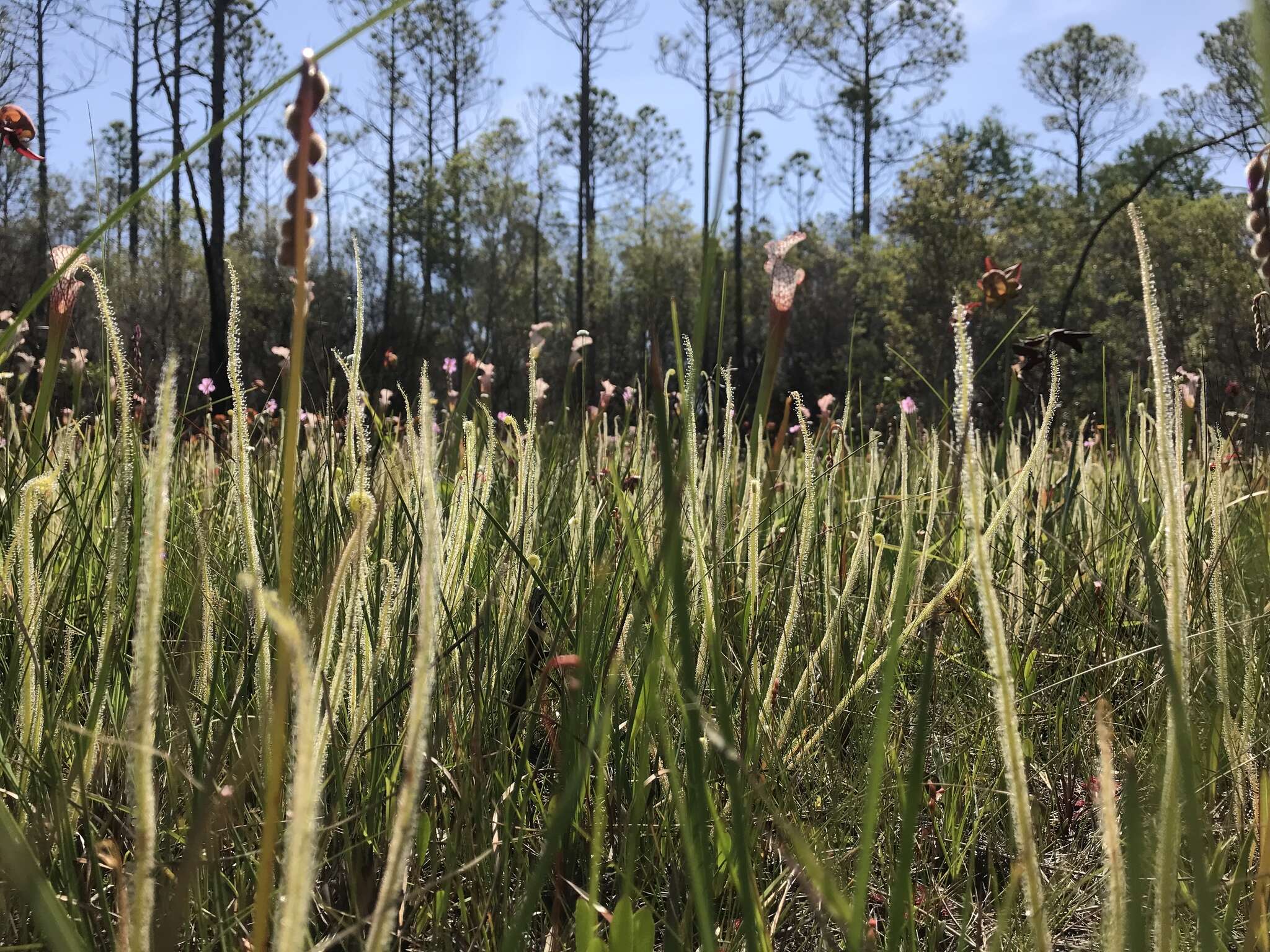 Image de Drosera filiformis var. tracyi (Macf. ex Diels) Diels