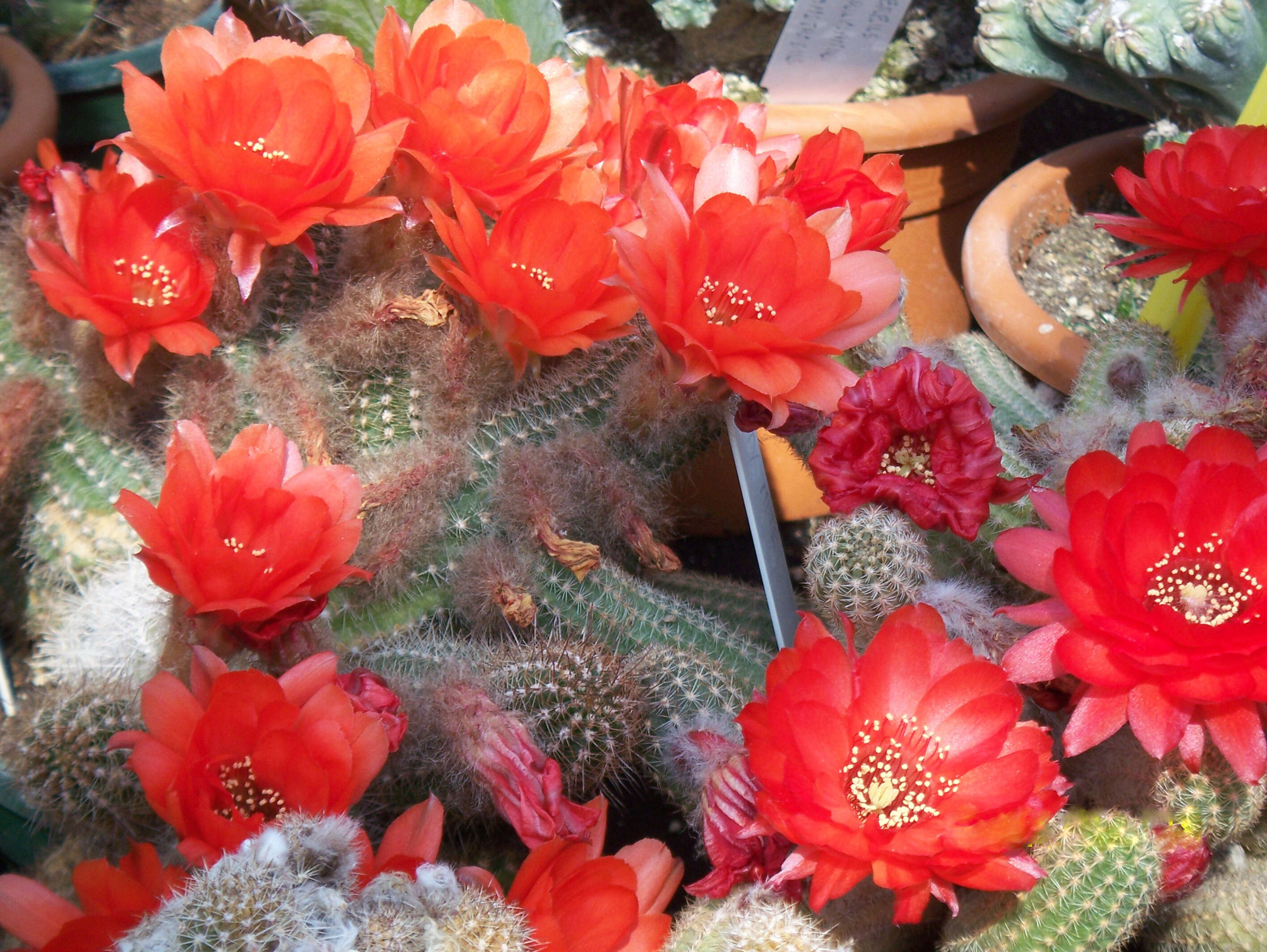 Echinopsis tubiflora resmi