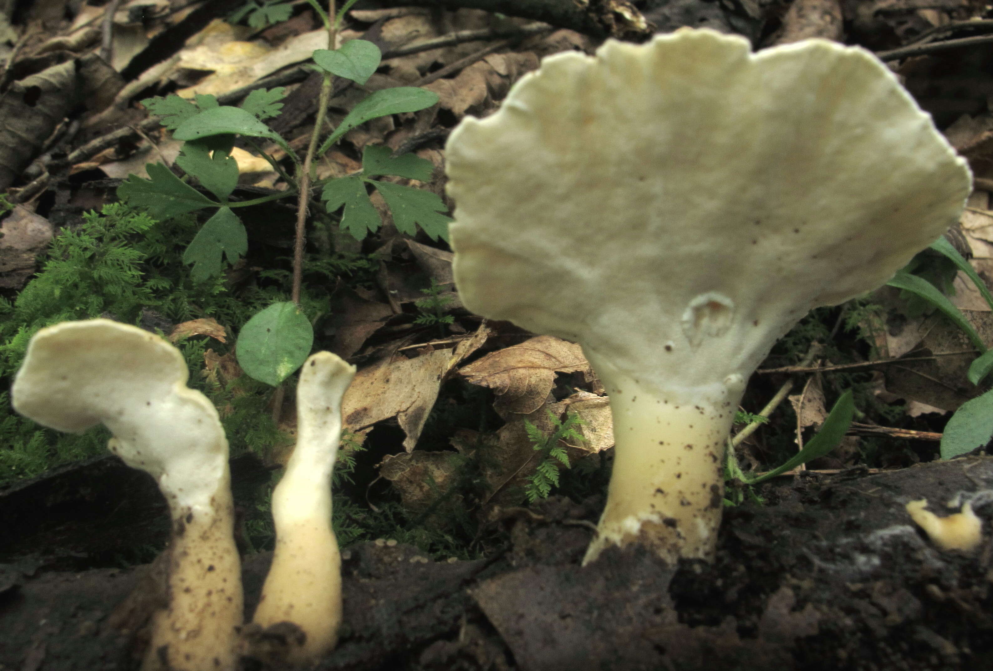 Image of Loweomyces fractipes (Berk. & M. A. Curtis) Jülich 1982