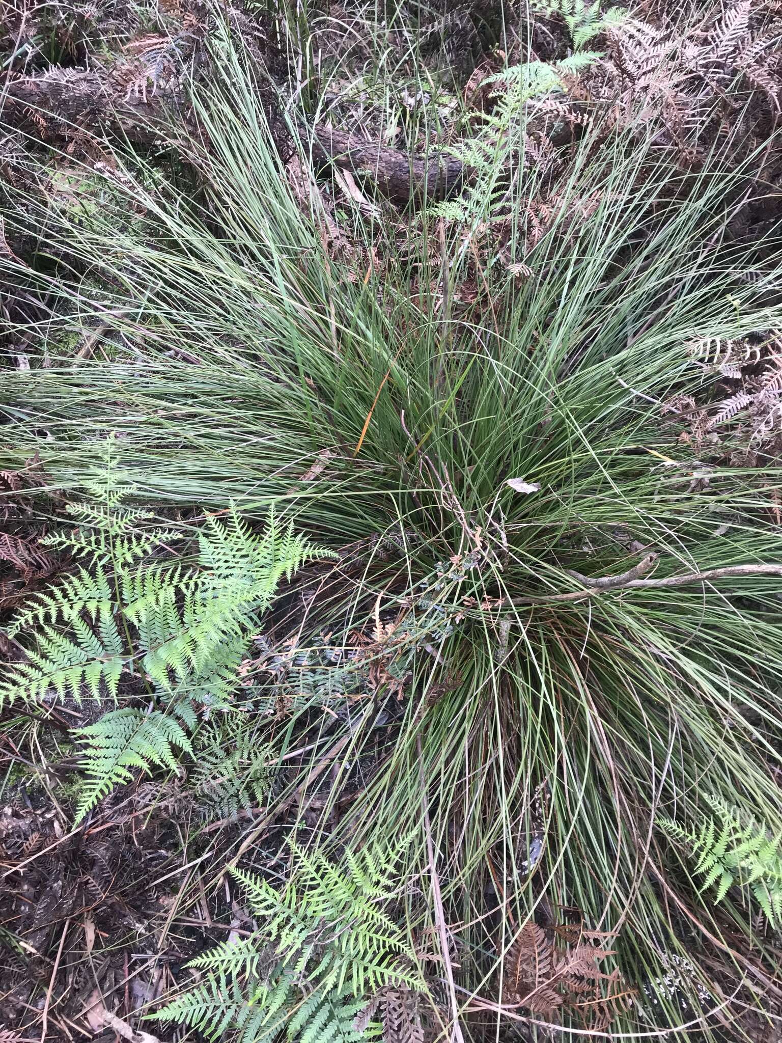 Image of Xanthorrhoea minor subsp. lutea D. J. Bedford