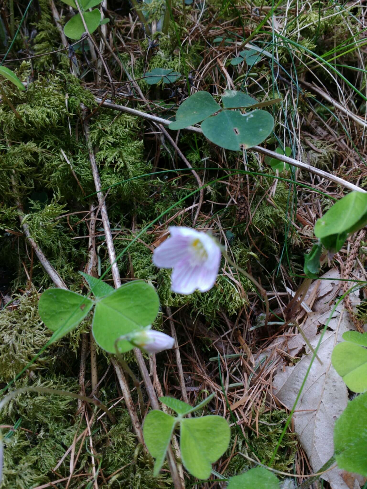 Imagem de Oxalis acetosella L.