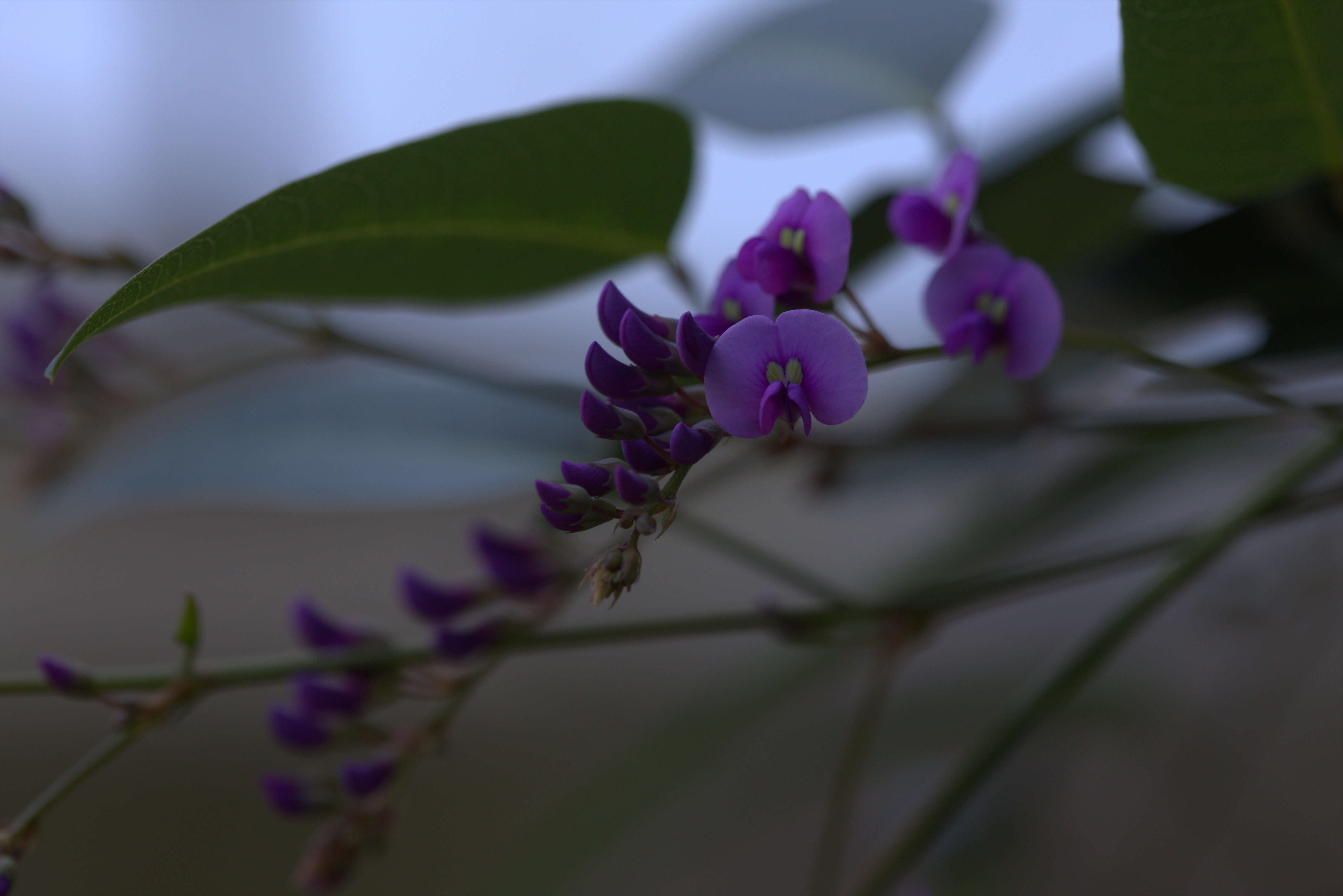 Image of Australian lilac vine