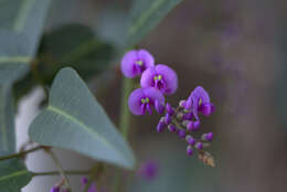 Image of Australian lilac vine