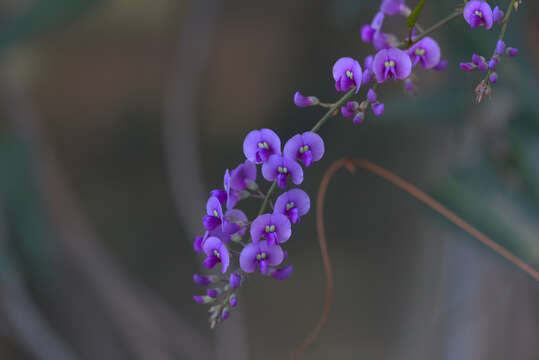 Image of Hardenbergia comptoniana (Andrews) Benth.