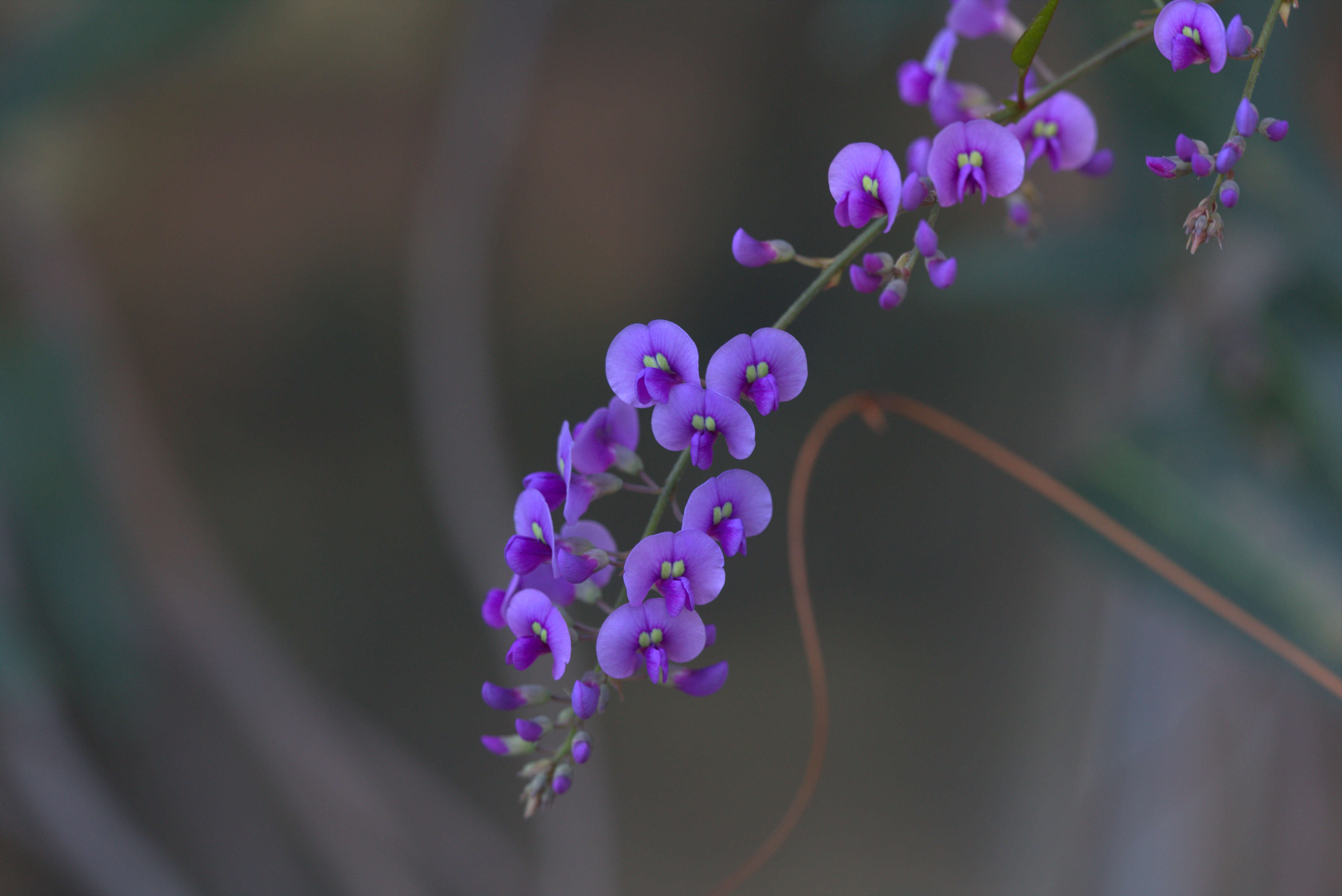 Image of Australian lilac vine