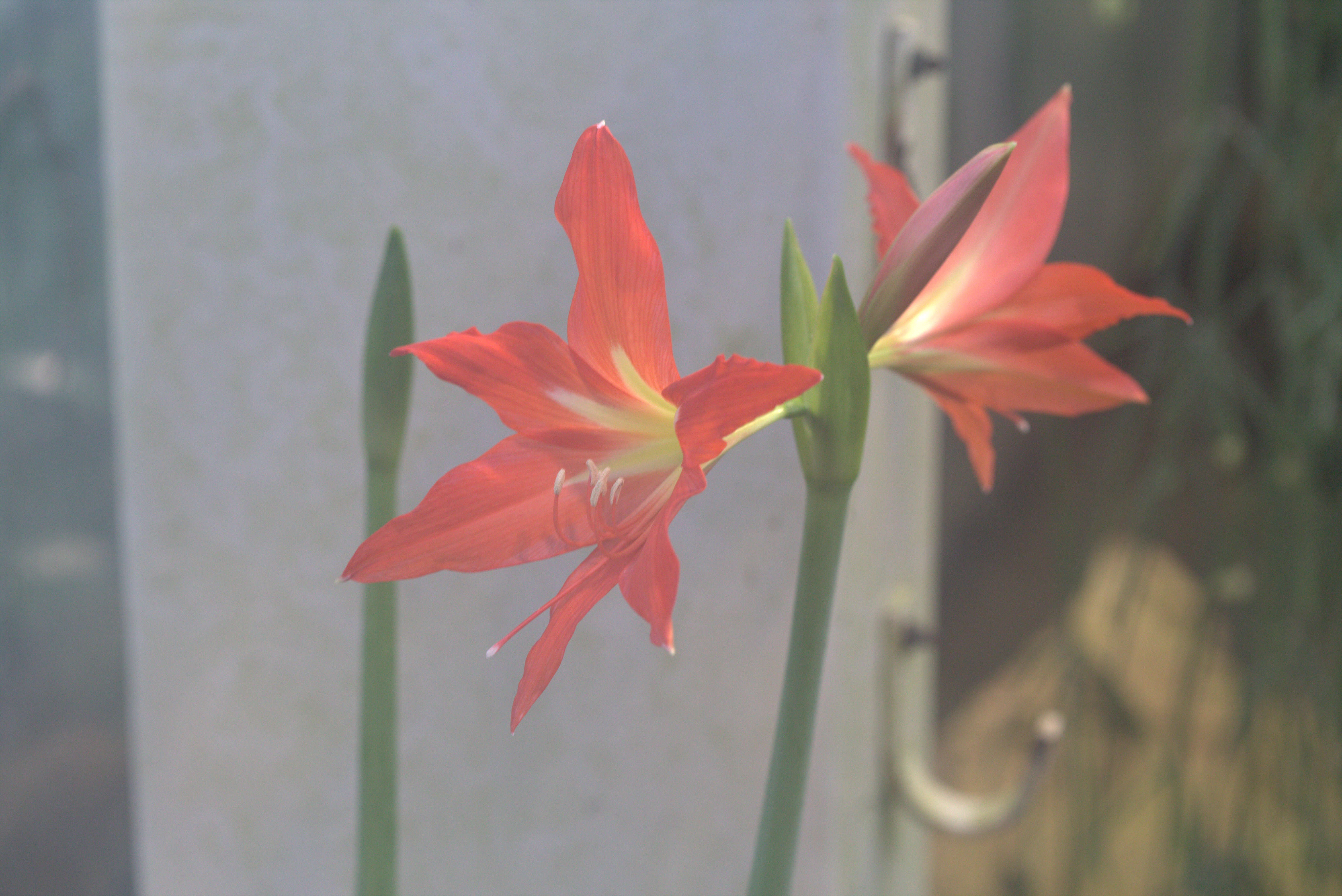 Image of striped Barbados lily