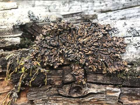 Image of tube lichen