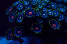 Image of Fluorescent zoanthids