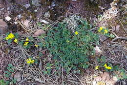 Image of Medicago suffruticosa DC.