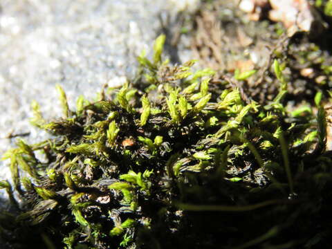 Image of racomitrium moss