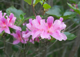 صورة Rhododendron sanctum var. lasiogynum Nakai ex Sugimoto