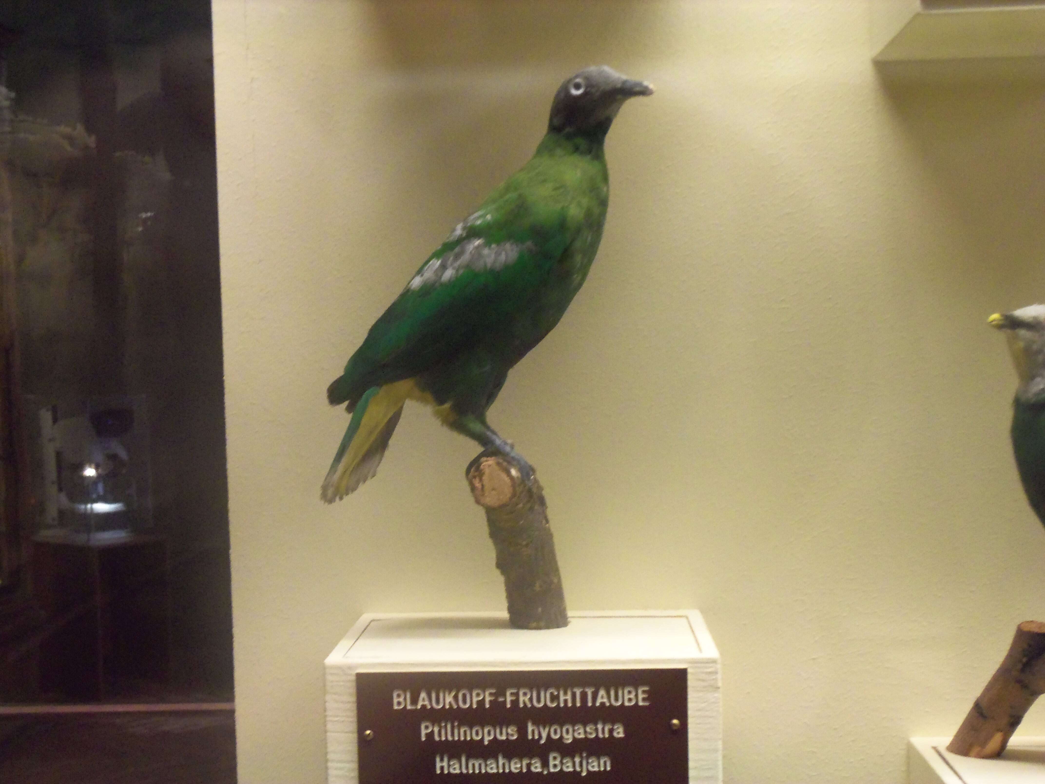 Image of Grey-headed Fruit Dove