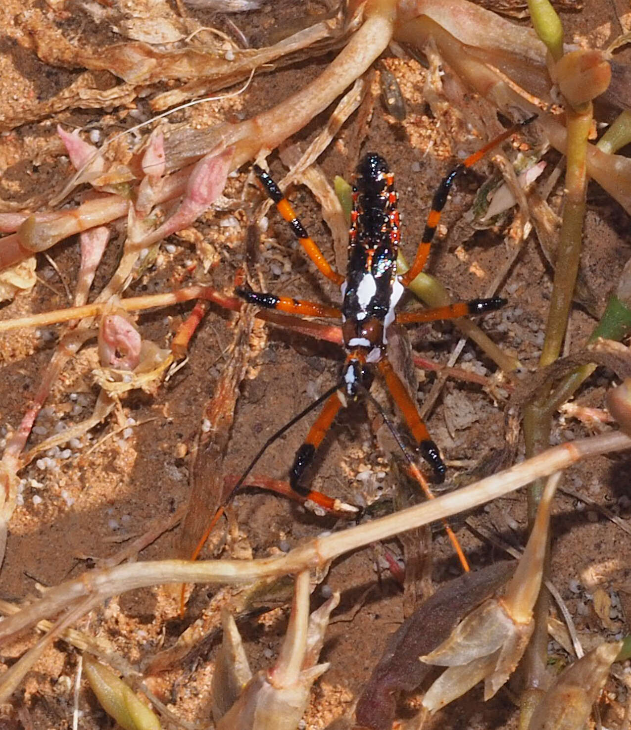 Image of Poecilosphodrus gratiosus (Stål 1859)