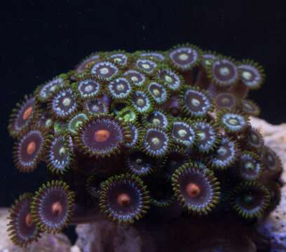 Image of Fluorescent zoanthids