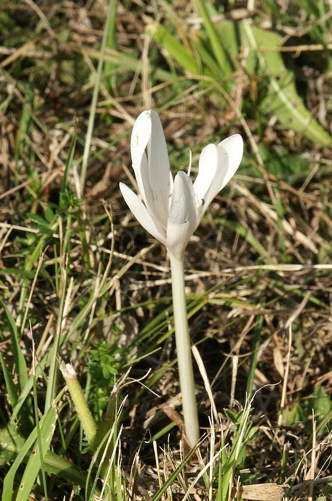 Image of Autumn crocus