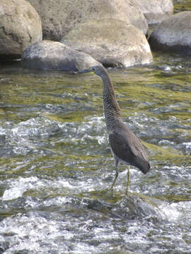 Image of Fasciated Tiger Heron