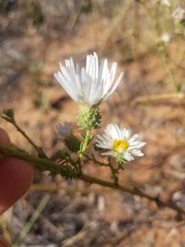 Imagem de Dieteria canescens var. glabra (A. Gray) D. R. Morgan & R. L. Hartman