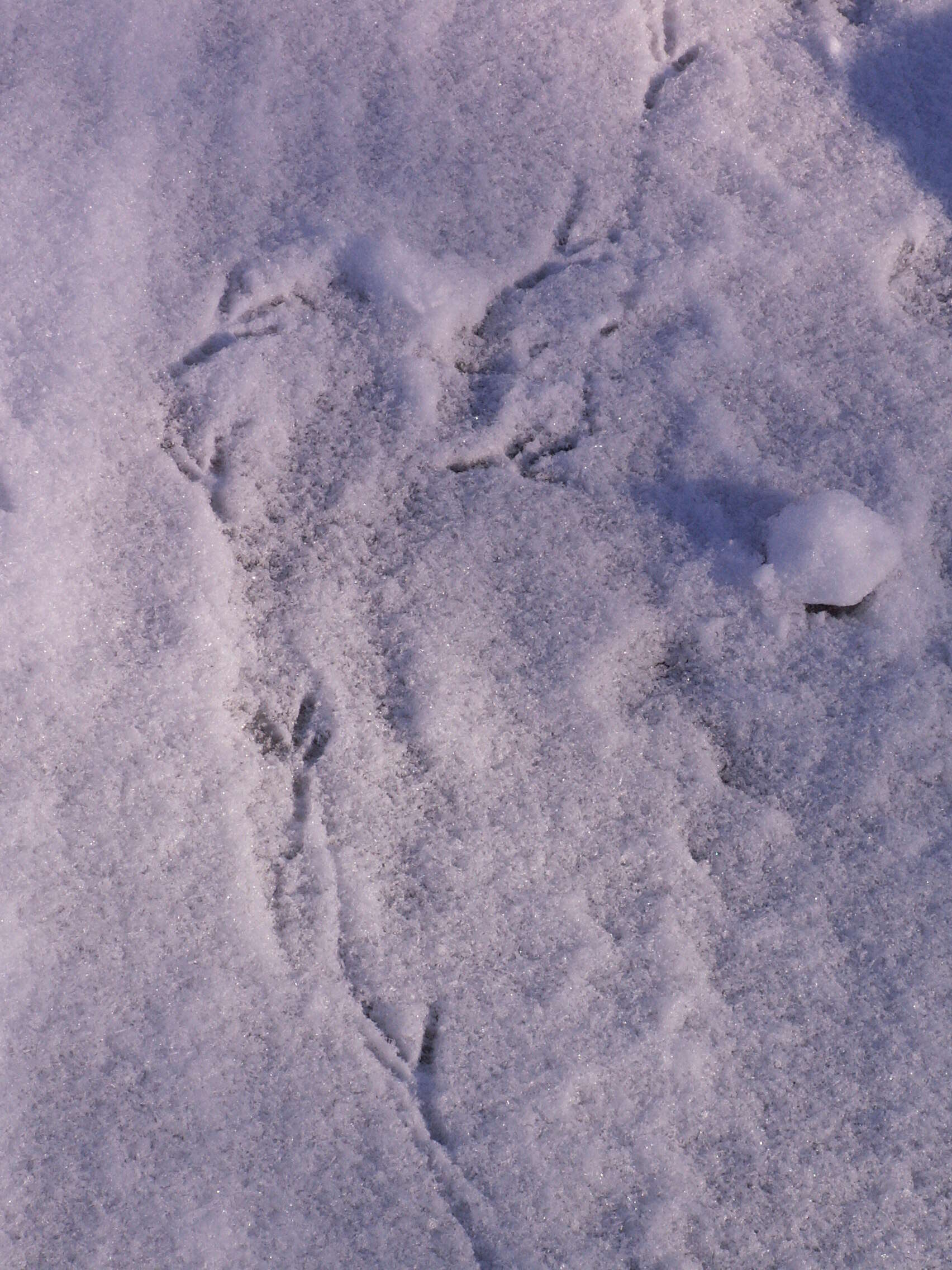 Image of American Crow